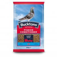 Bucktons Pigeon Condition