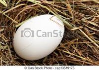 Plastic Egg