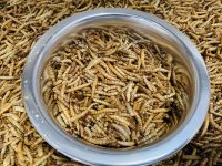 Mealworms 1kg