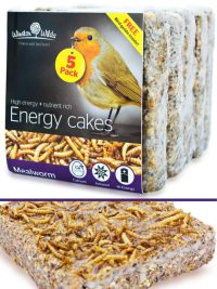 Winston Wilds Energy Cake Mealworm 5 Pack